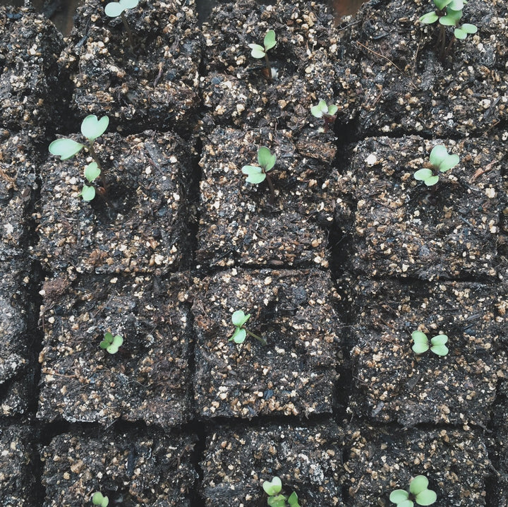 Seed Starting in Small Spaces