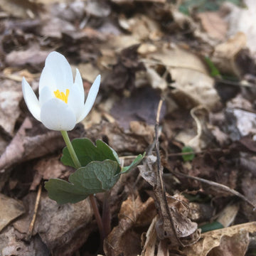 03.20.19 // Rites of Spring: Appalachian Ecosystem as Metaphor with Lauren Miller // 6:30-8pm