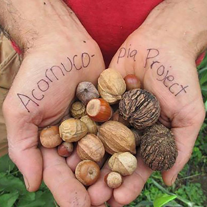 09.16.18 // What's Nuts?  Tree ID and Foraging with Tom Celona // 5:30-7:30pm