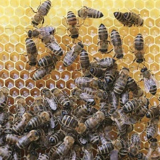 Honey Extractor Rental