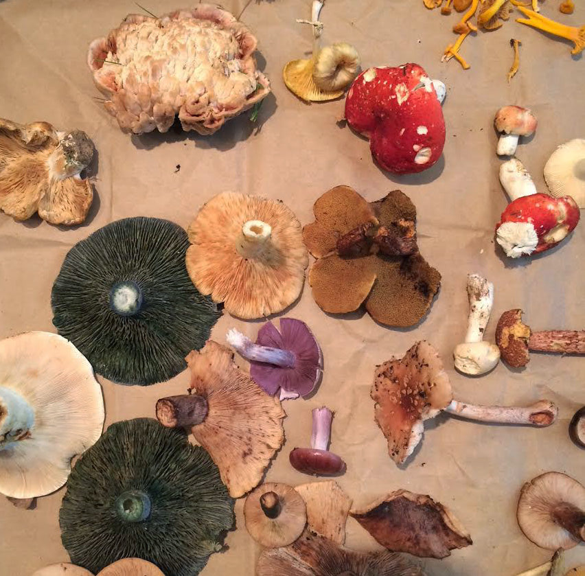 11.04.18 // Edible and Medicinal Mushrooms with Marc Williams // 5:30-7:30pm